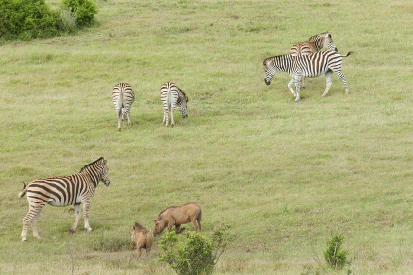 Zebras grazing in a grassy field with a rhinoceros. 3
