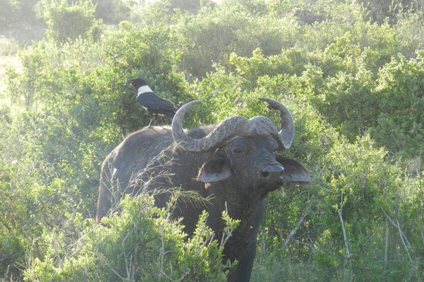 A buffalo with large horns and a bird perched on its back in a grassy area with dense vegetation. 4