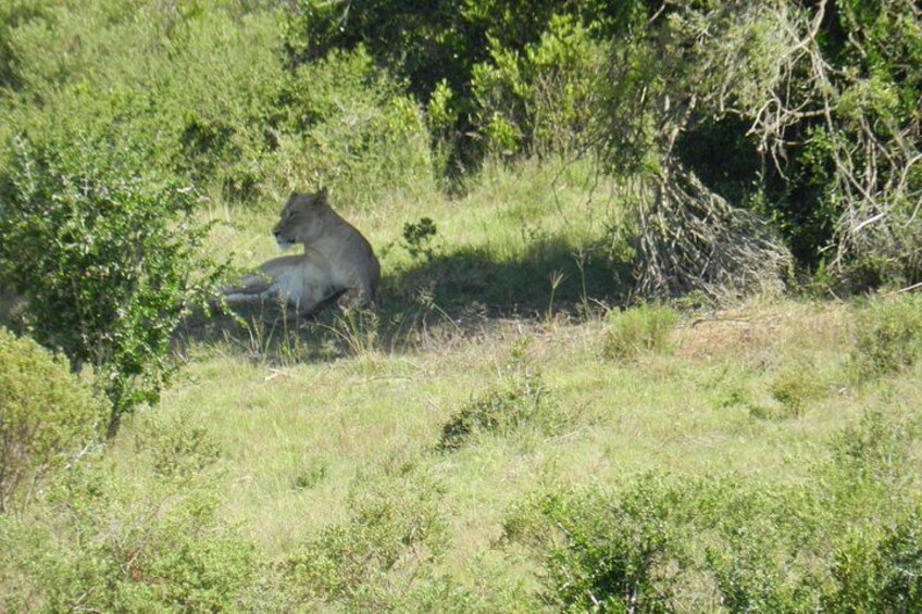 Un lion se repose dans une zone herbeuse, avec des arbres et des buissons en arrière-plan. 2