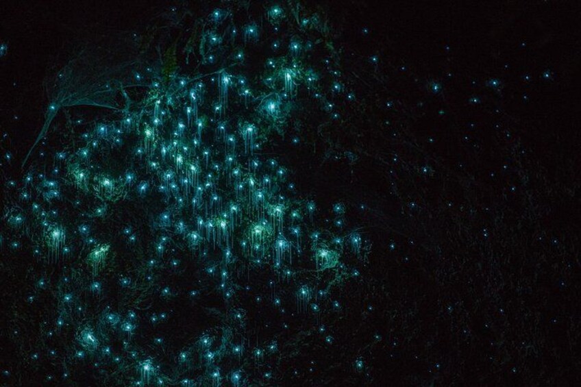 Twilight Glowworm Kayak Tour – Lake Karapiro 3