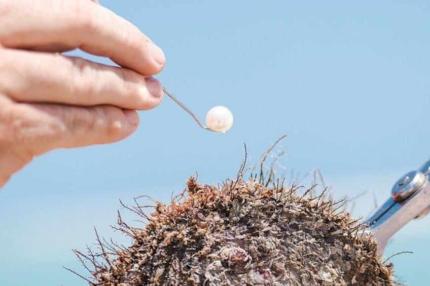 A hand holding a needle with a thread, preparing to pierce a cactus. 3