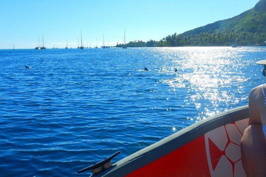 Boat tour 1/2 day Excursion in the lagoon of Moorea 2