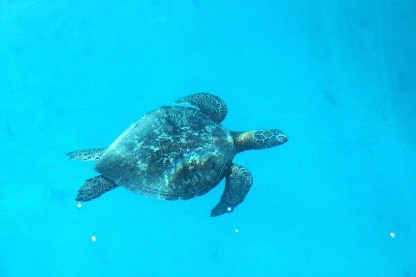 3-hour Lagoon Snorkeling Tour - Shared Tour