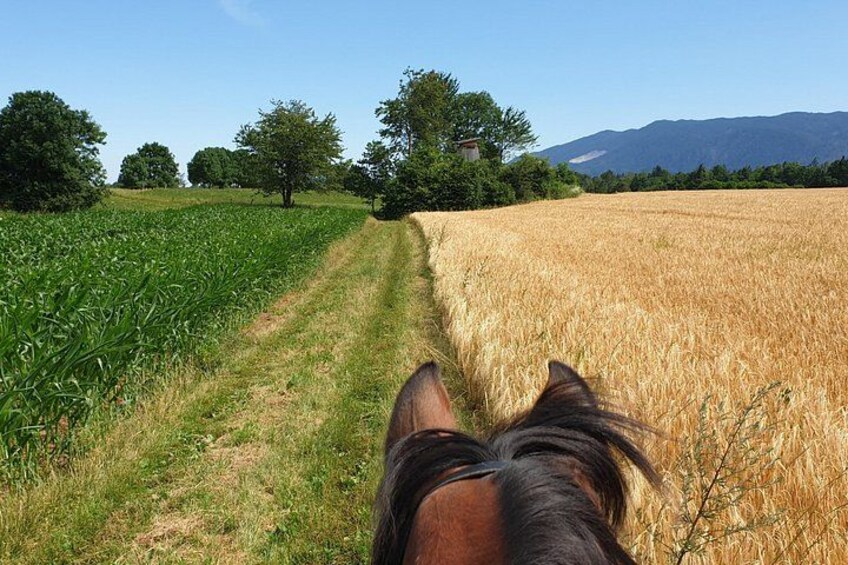 Horseback Riding In Bled 2