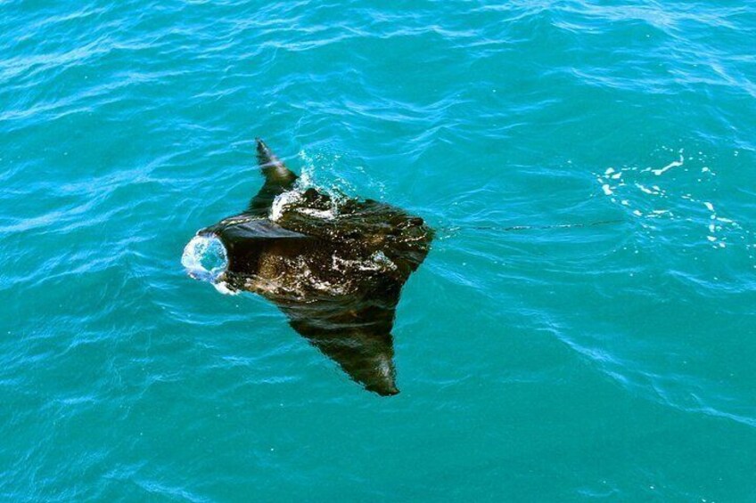 A manta ray swimming in clear blue water. 2