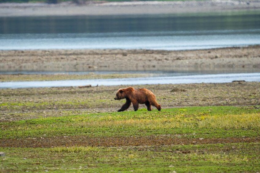 Un ours marchant dans une zone herbeuse près d’une étendue d’eau. 4