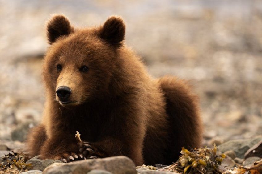 Un ours brun allongé sur un terrain rocheux. 1