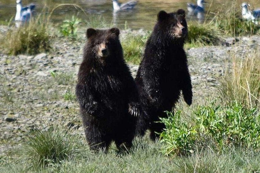 Deux ours debout sur l’herbe, près d’une étendue d’eau, avec des oiseaux en arrière-plan. 5