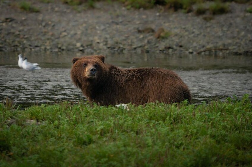 Un ours dans une rivière, entouré de verdure. 3