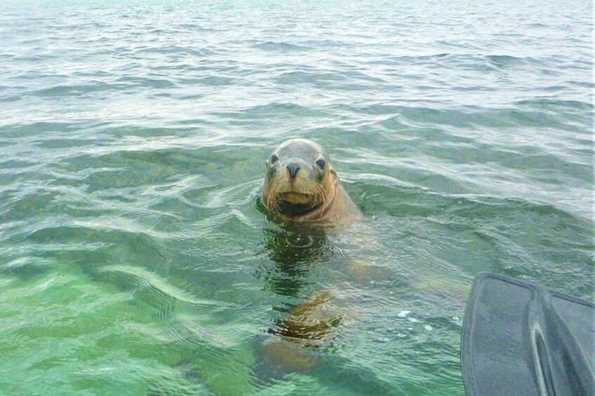 A seal swimming in clear water. 1