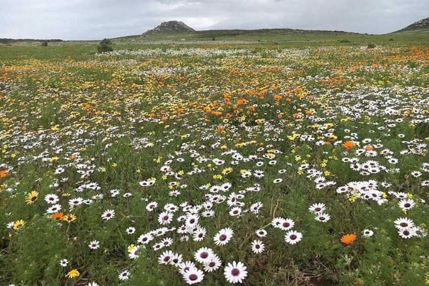 West Coast wildflowers 4