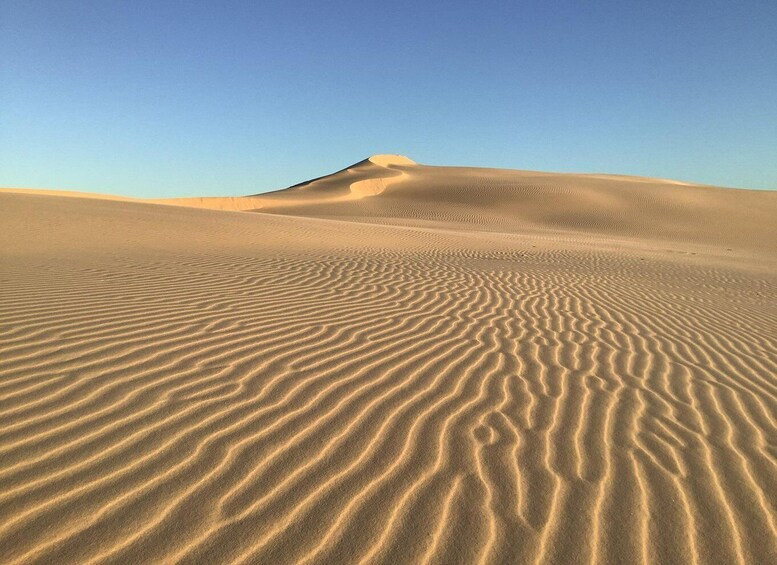 Picture 16 for Activity Port Stephens: Unlimited Sandboarding with 4WD Dune Transfer 4