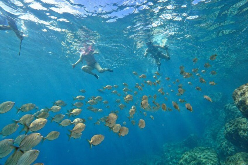 A diver swimming with a school of fish, underwater scenery, and a diver above water. 4