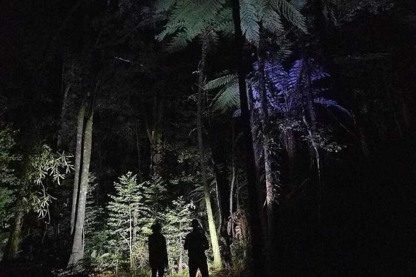 En skog med höga träd och en person som går. 1