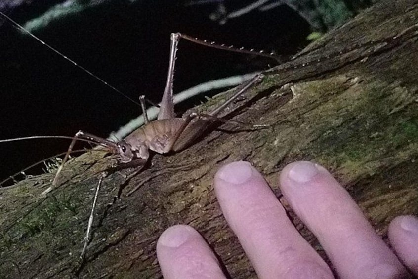 meet the locals 2
