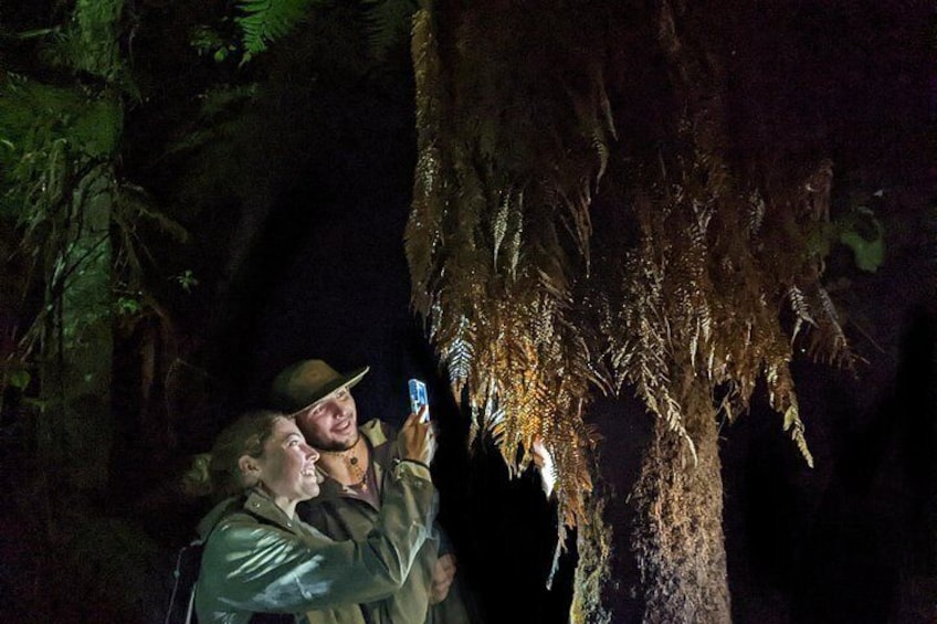 Nocturnal adventure Glow-worm tour 2