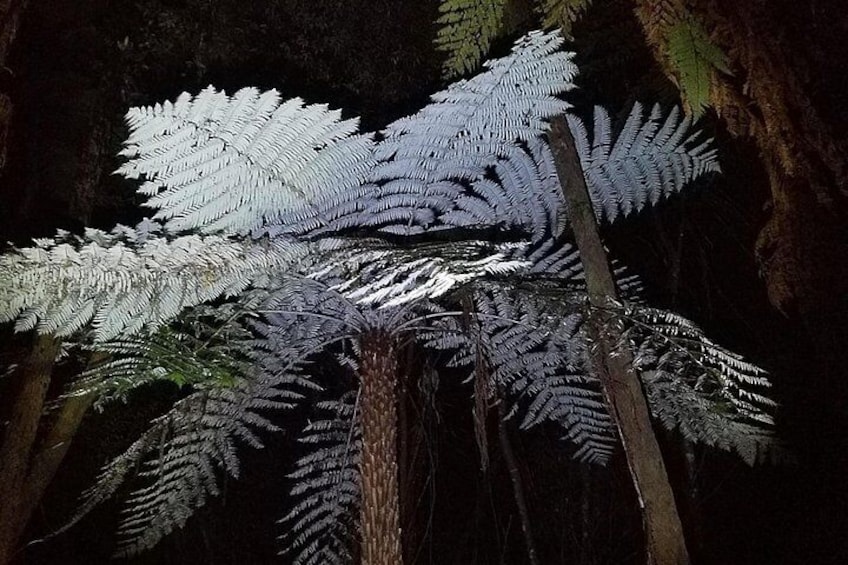 The Silver fern makes a beautiful sight 5