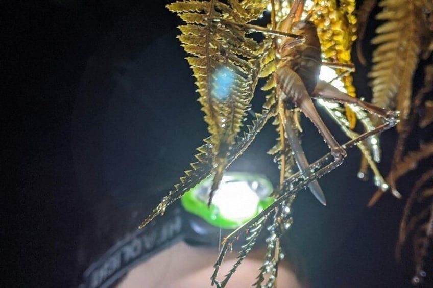 Nocturnal adventure Glow-worm tour 3