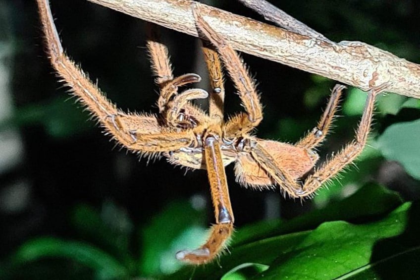 Una araña grande con patas peludas sobre una rama. 2
