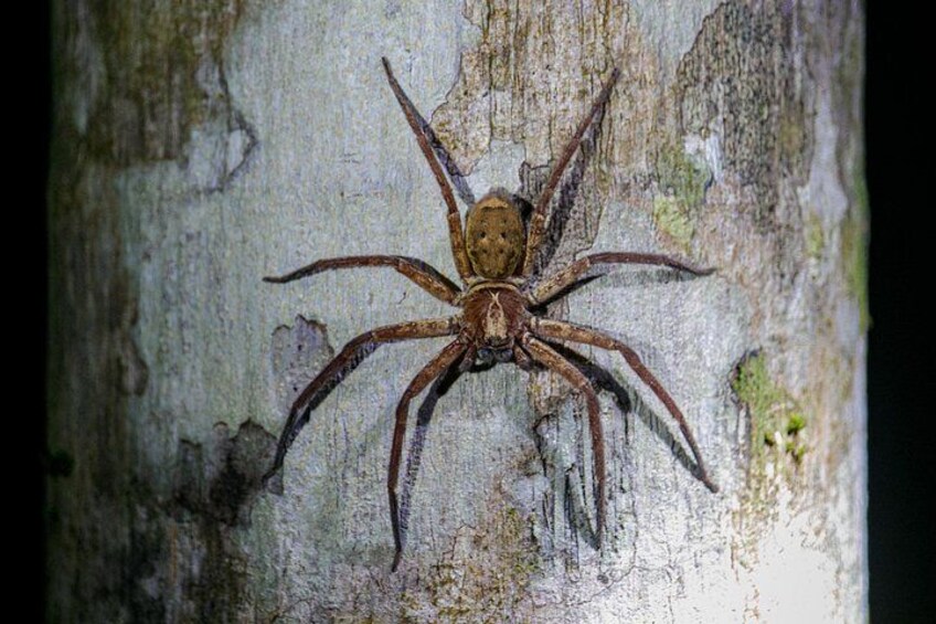 Una araña grande sobre el tronco de un árbol. 4