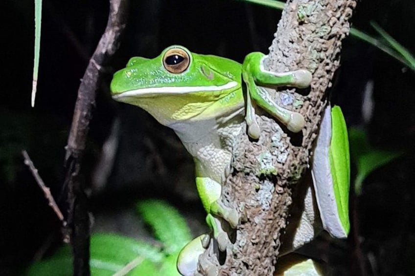 Una rana verde agarrada a una rama de árbol. 3