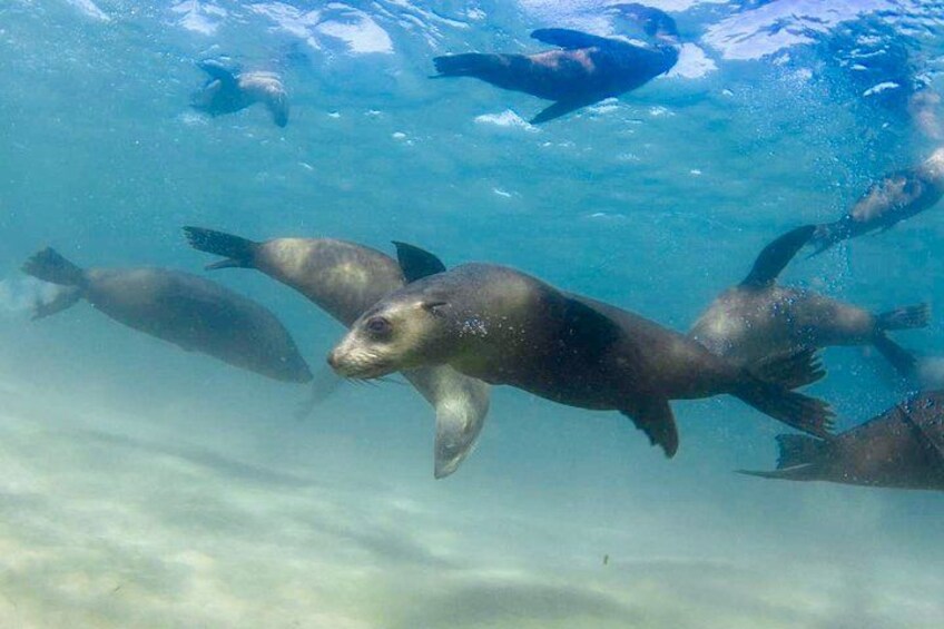 Dolphin and Seal snorkel adventure from Sorrento 2