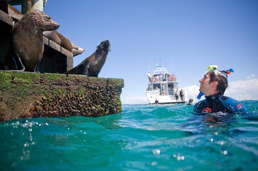 Dolphin and Seal snorkel adventure from Sorrento 1