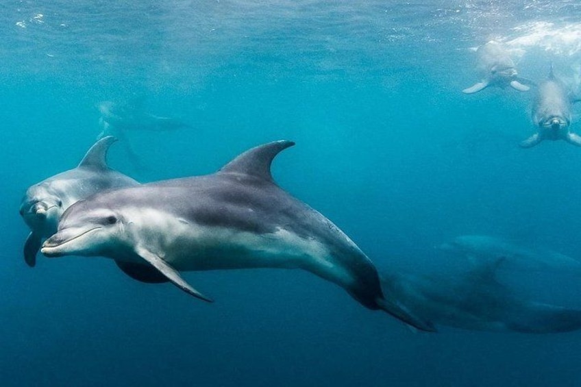 Dolphin and Seal snorkel adventure from Sorrento 2