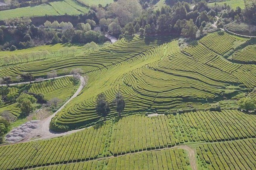 Gorreana Tea Plantation 3