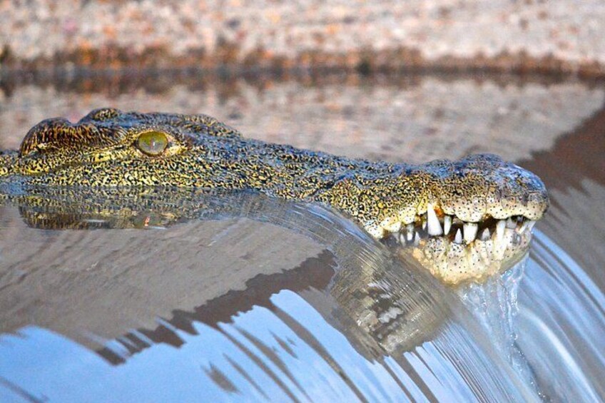 Crocodile in St Lucia 1
