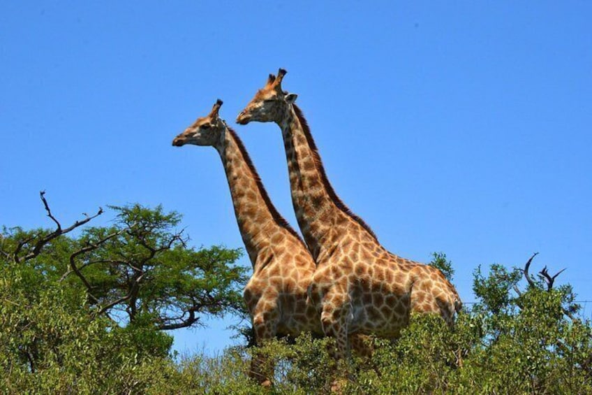 To giraffer står i et naturligt landskab med træer og en klar himmel. 4