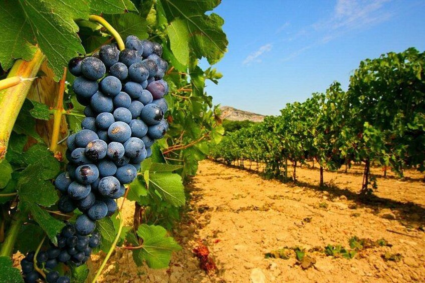 Vineyard 4