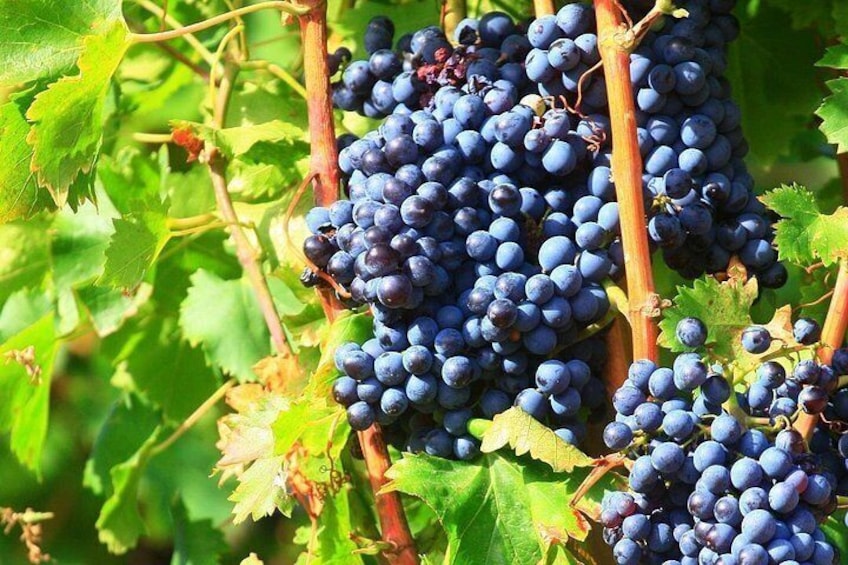 Half Day Great Vineyard Tour from Avignon 2