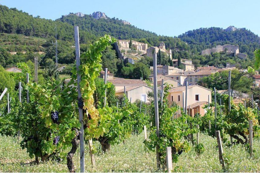Half Day Great Vineyard Tour from Avignon 3