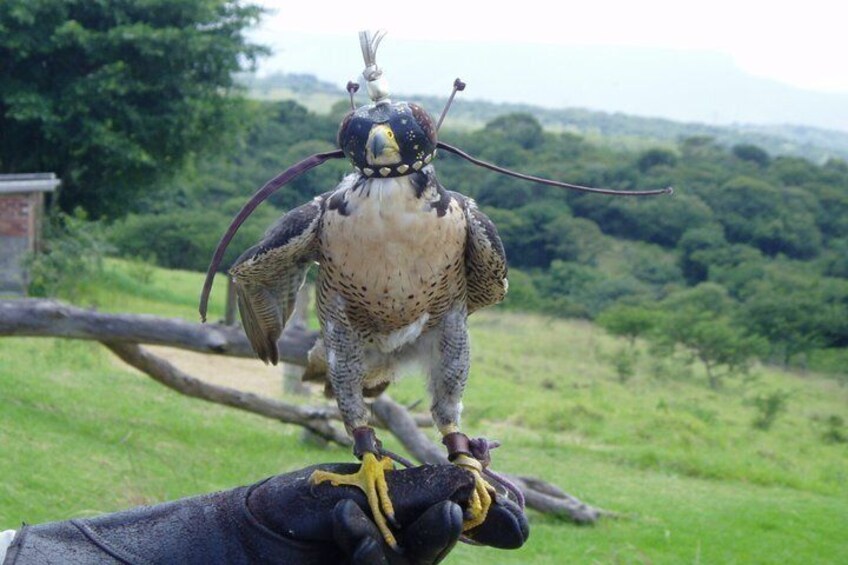 Safari & PheZulu Village Day Tour from Durban 2
