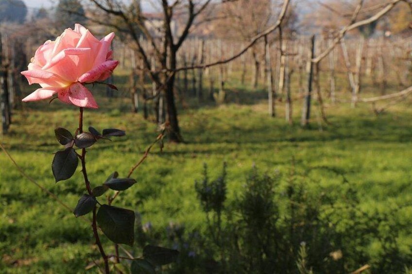 Truffle Hunt & Bio Lunch in Assisi 3