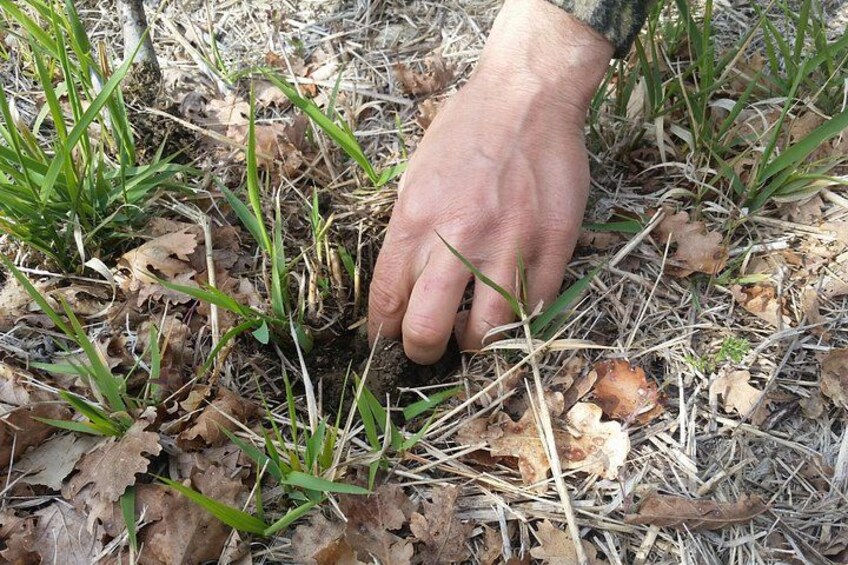 Truffle Hunt & Bio Lunch in Assisi 5