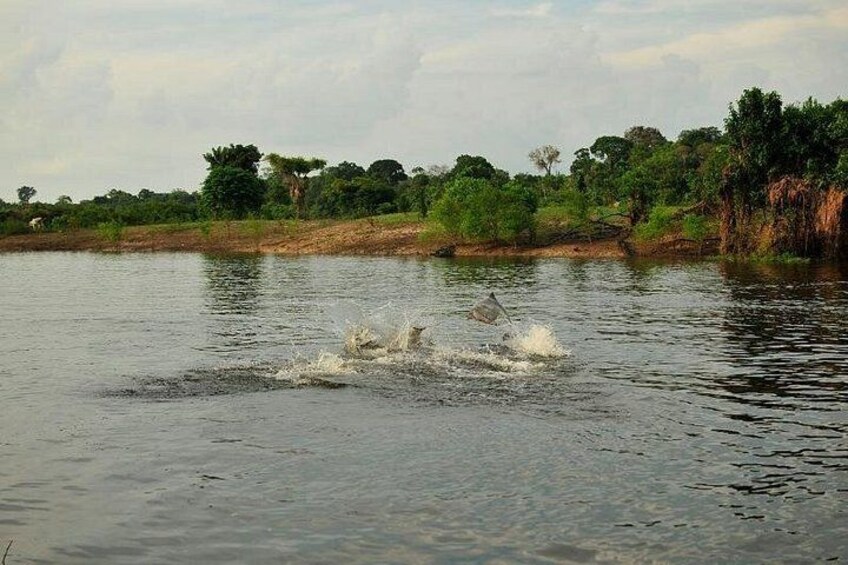 A body of water with a splash, surrounded by greenery and trees. 3