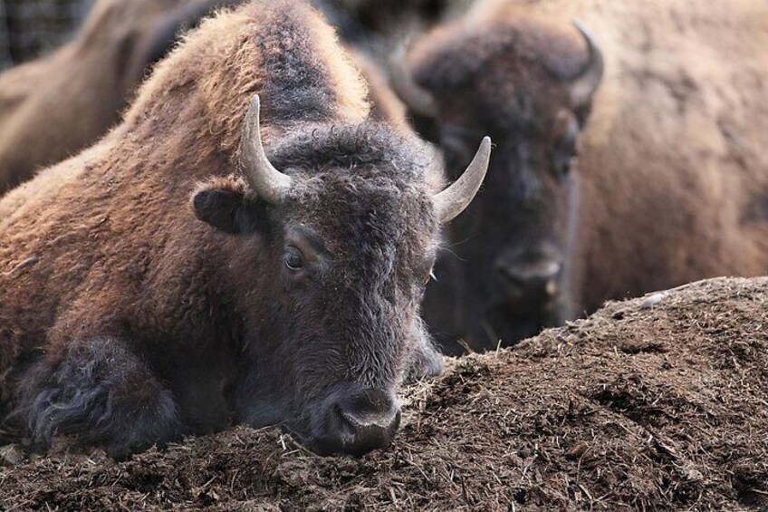 Ein auf dem Boden ruhender Bison. 5