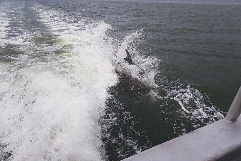 A dolphin jumping out of the water near a boat. 2