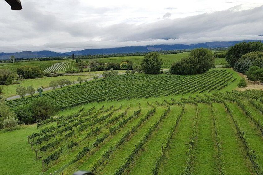 A vineyard with rows of grapevines. 5