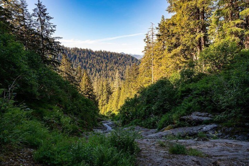 A forested valley with a stream, dense trees, and a mountain in the background. 3