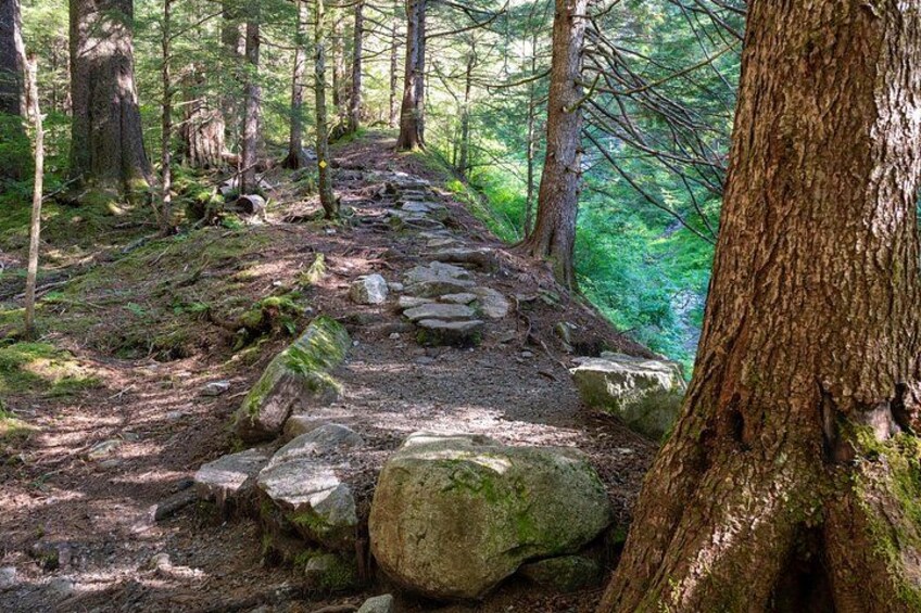 Trail along the avalanche chute 4