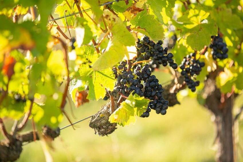 Racimos de uvas oscuras en una vid con hojas verdes. 5