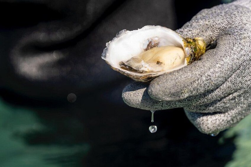A gloved hand holding an oyster with a drop of liquid. 5