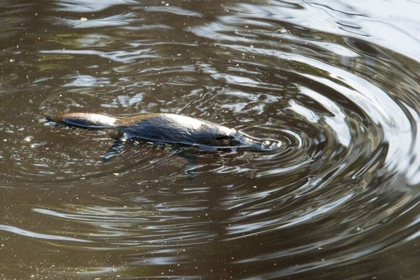 The platypus is what we will look for 5
