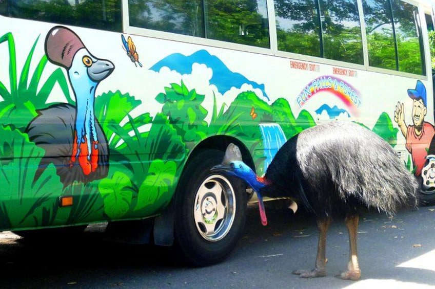 Look who came to visit.. an ancient bird.. the cassowary! 5