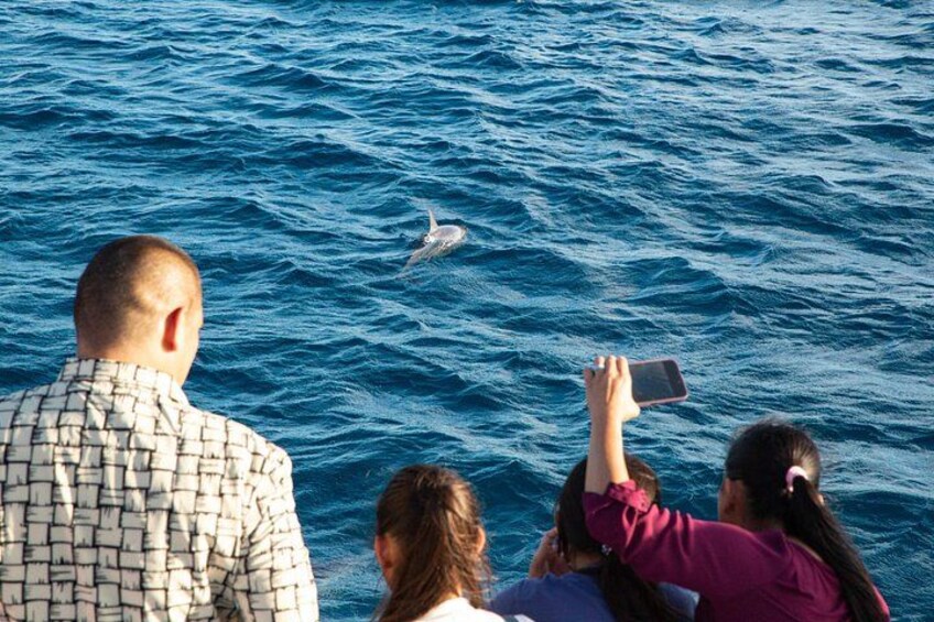 BIG Sunset Cruise - Dinner & Dolphin Watching in Guam 3