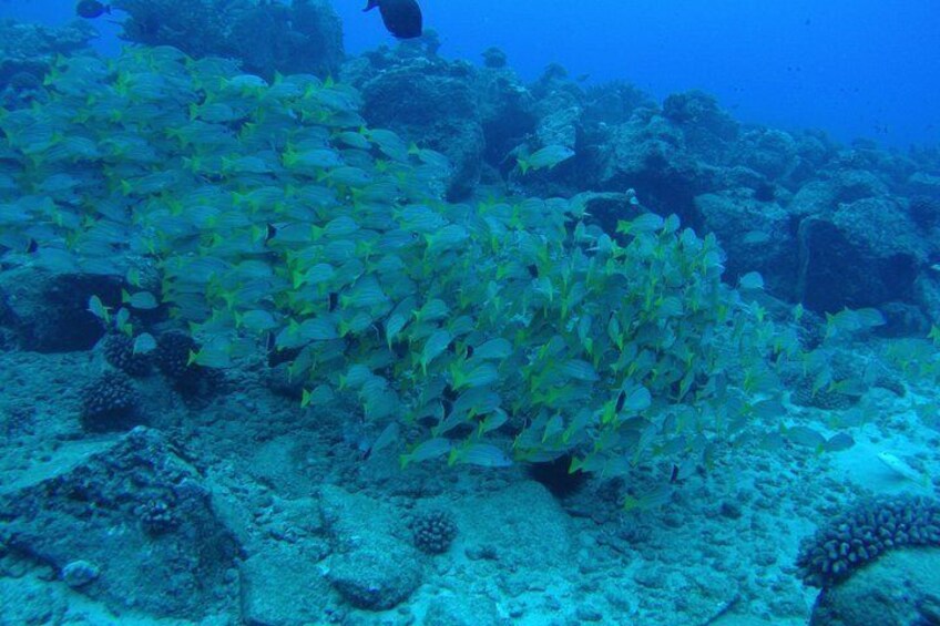 Kauai's Ultimate Scooter Adventure 2 Tank Dive (Advance Certified Divers Only)