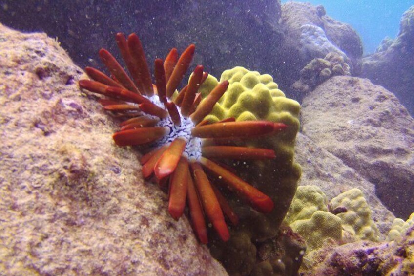 Kauai's Ultimate Scooter Adventure 2 Tank Dive (Advance Certified Divers Only)